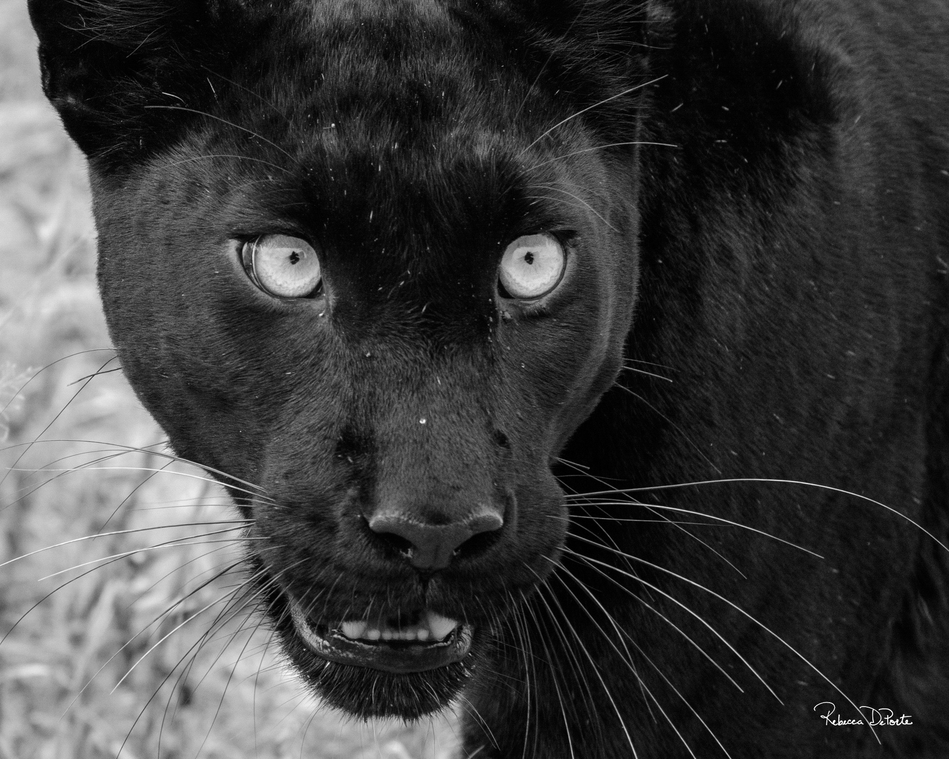 Giza in Black and White