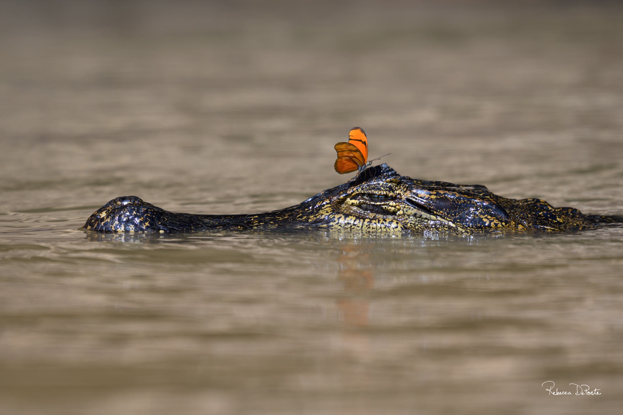 Caiman’s Tears