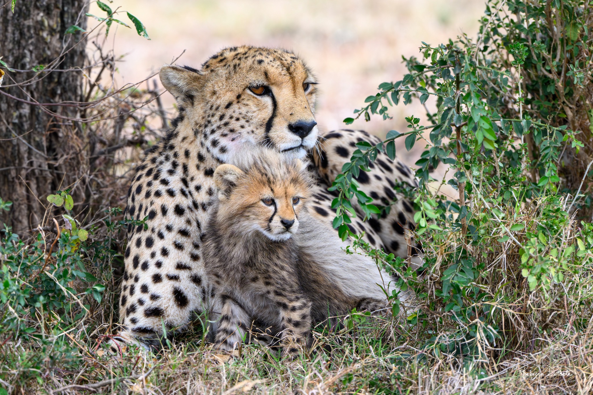 Kulete and the Last Cub