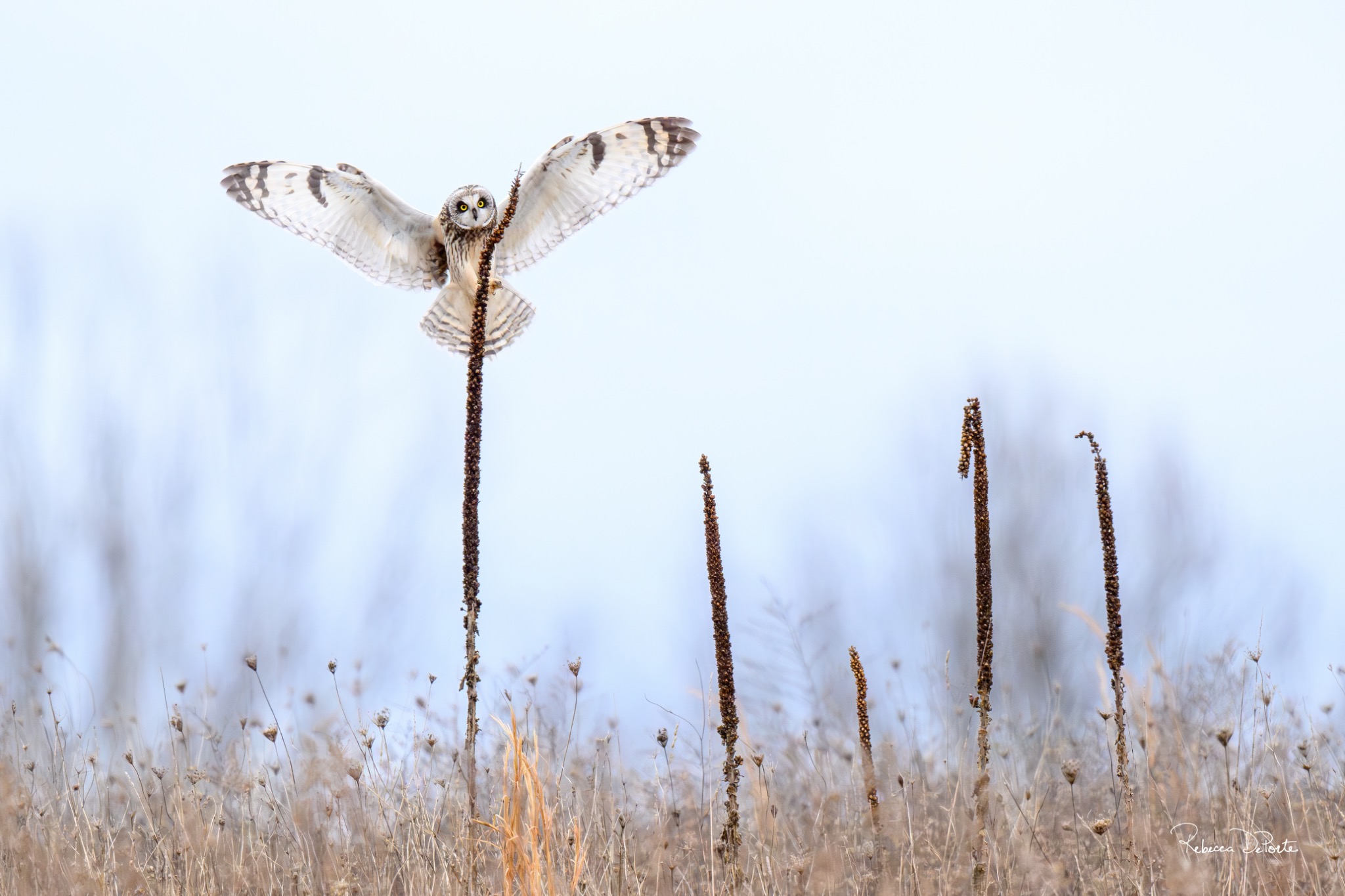 Angel of the Grasslands