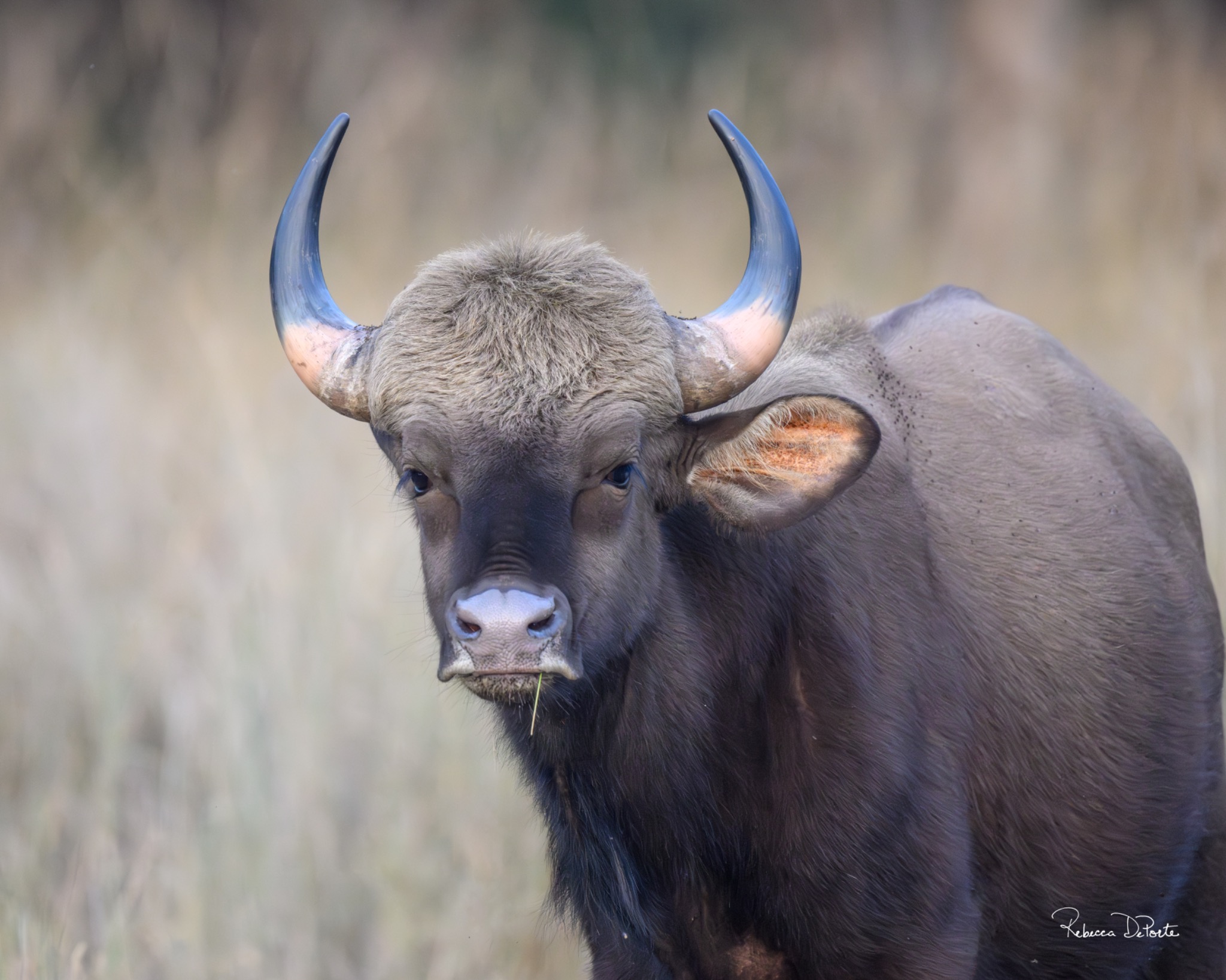Gaur