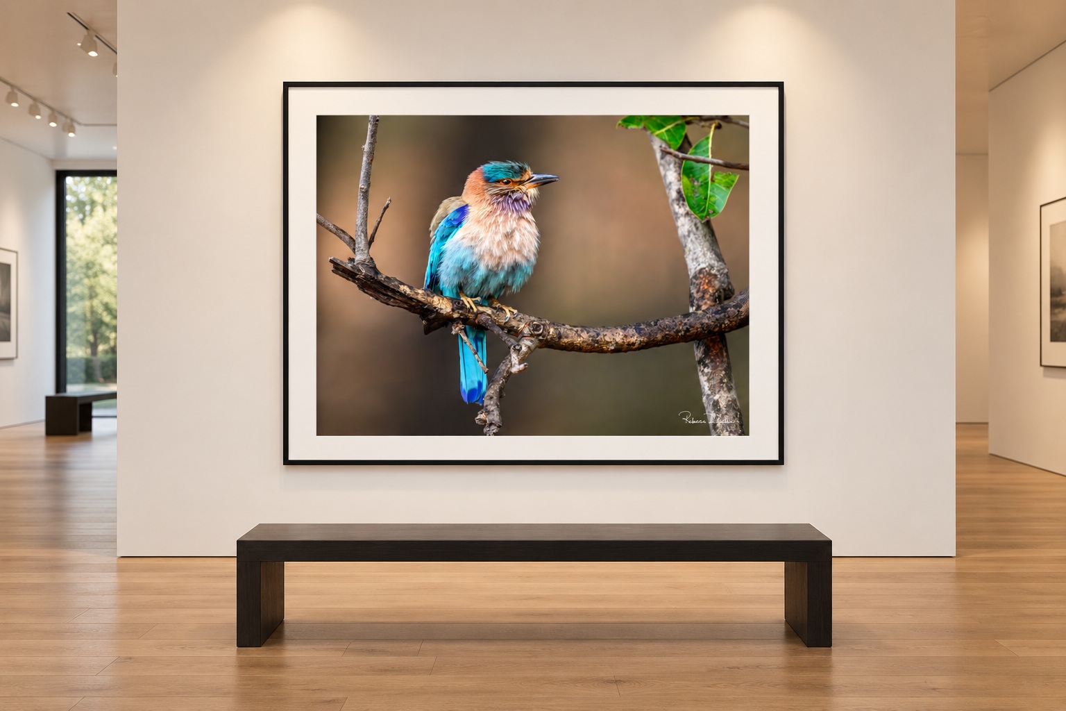 Framed photograph of Indian Roller